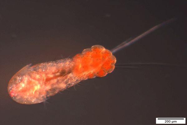 Copepoden verschiedener Species eignen sich zur Fütterung von Zanderlarven oder Maränenbrut. Sie sind guter preiswerter Ersatz für Artemia salina.